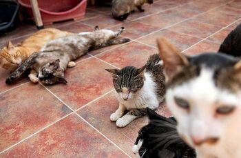Pondrán en marcha un programa de gestión de colonias felinas