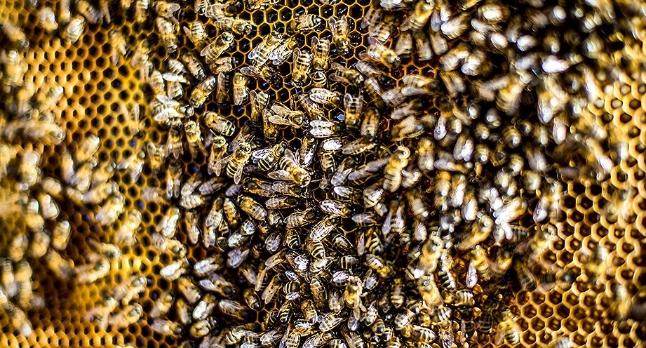 La varroa es difícil de detectar pero puede echar a perder colmenas enteras en poco tiempo.