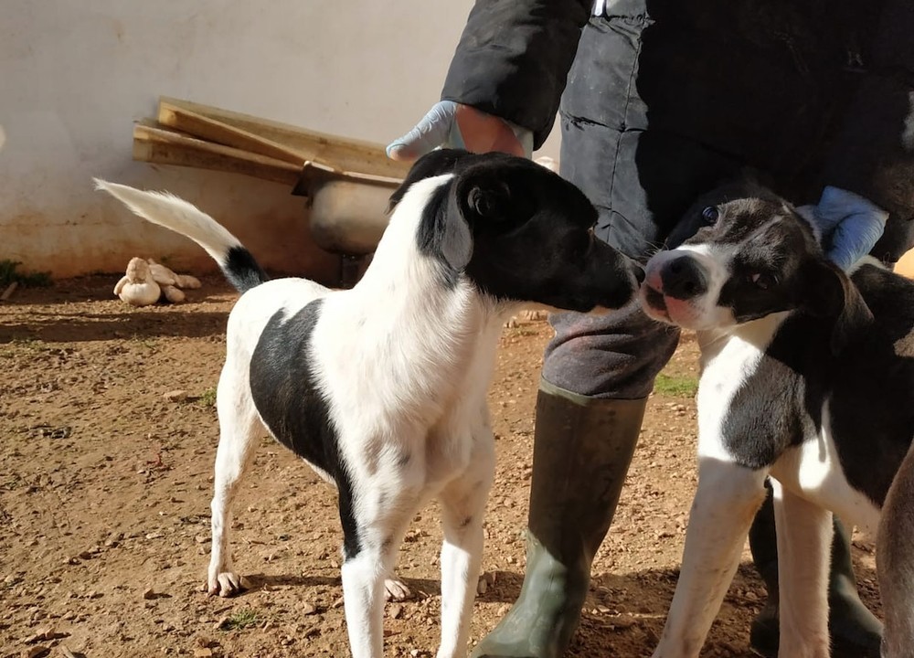 Villarrobledo tiene voluntarios de raza en las perreras