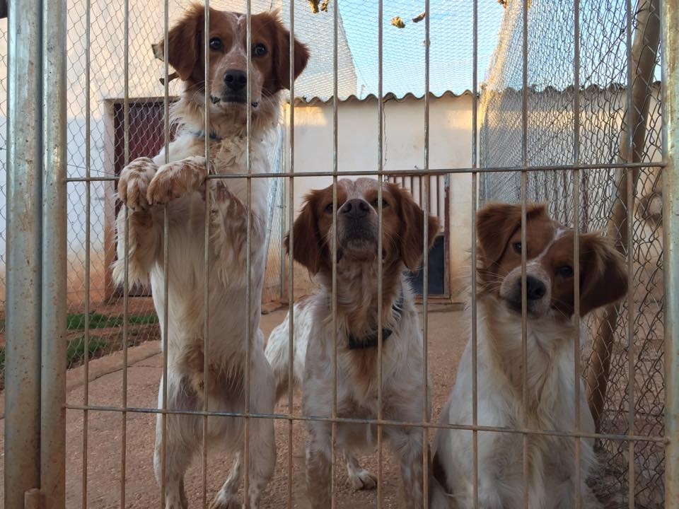 Villarrobledo tiene voluntarios de raza en las perreras