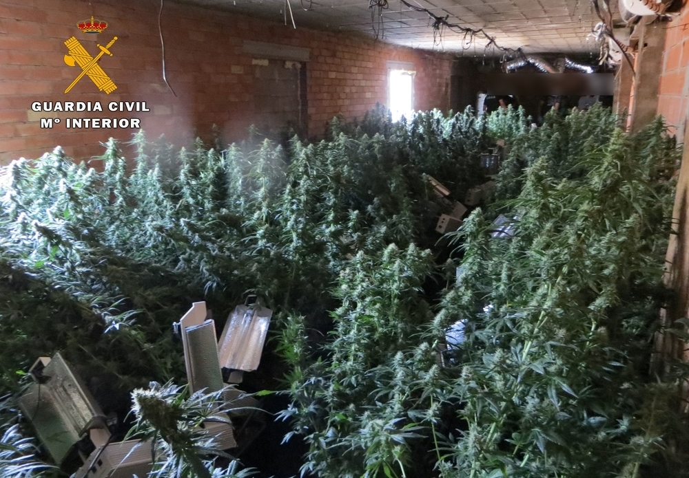 Desmantelan un centro de producción de cannabis en Hellín