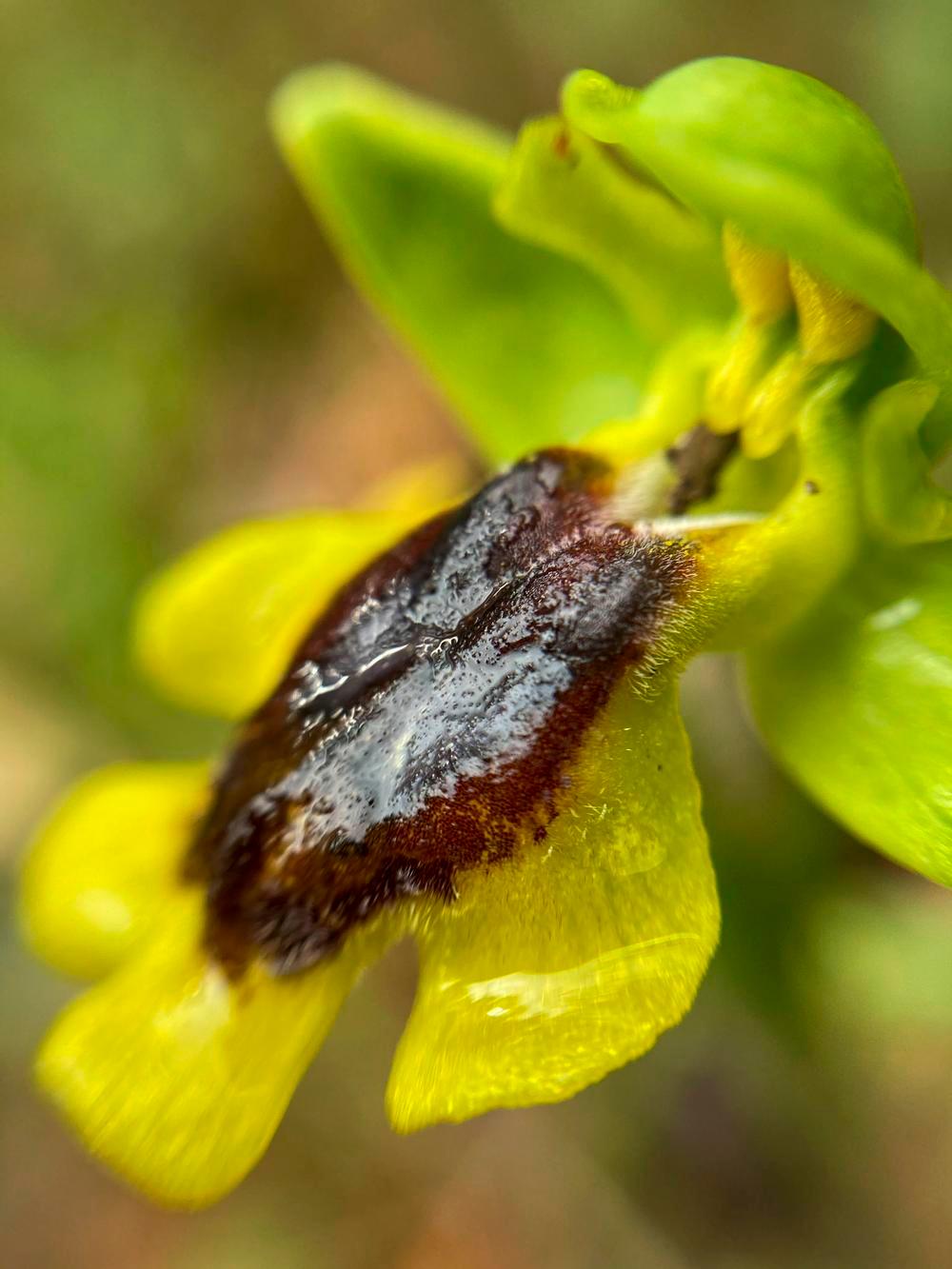 La ophrys lutea también es de las llamadas orquídeas abeja. Destaca su labelo amarillo.