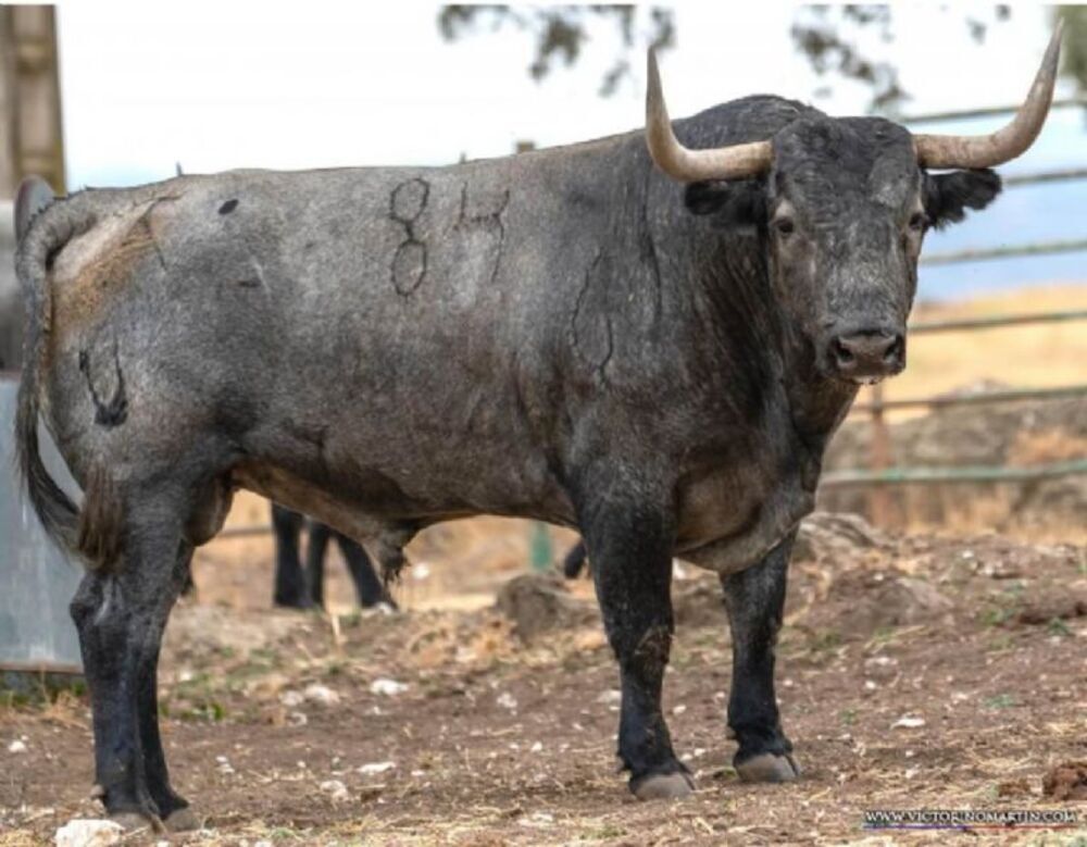 Sergio Serrano ya conoce los toros de Victorino para Madrid