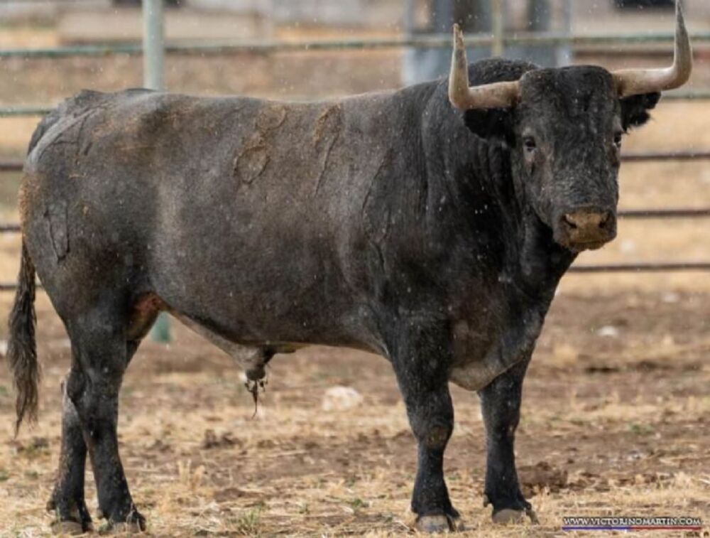 Sergio Serrano ya conoce los toros de Victorino para Madrid