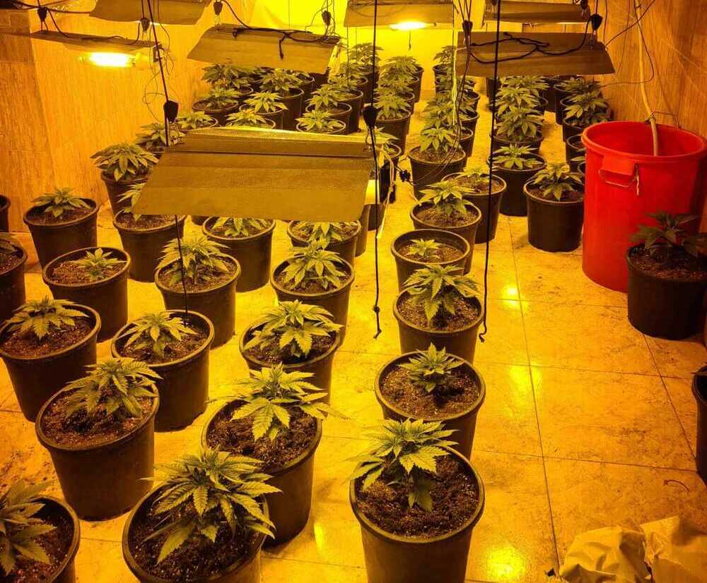 Imagen de una de las plantaciones de marihuana descubiertas.