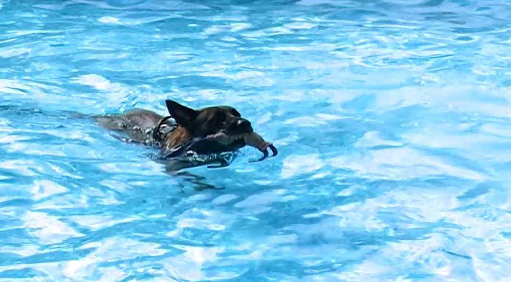 Preparan la segunda edición Pool Party Canina en Villarrobledo