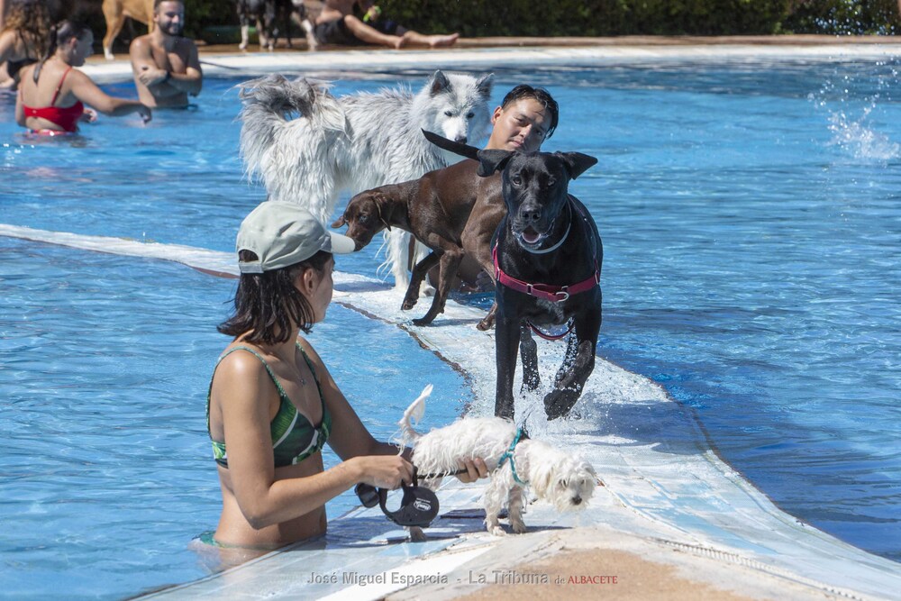 Las mascotas han podido disfrutar de un día de baño en las piscinas del Paseo de la Cuba  / JOSÉ MIGUEL ESPARCIA