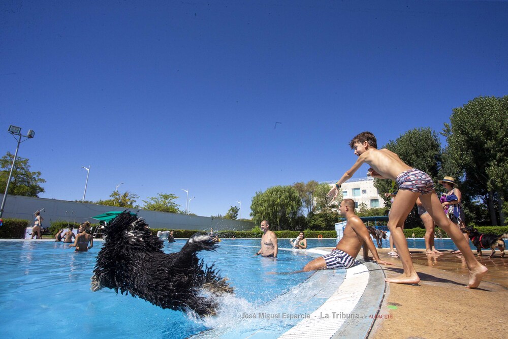 Las mascotas han podido disfrutar de un día de baño en las piscinas del Paseo de la Cuba  / JOSÉ MIGUEL ESPARCIA