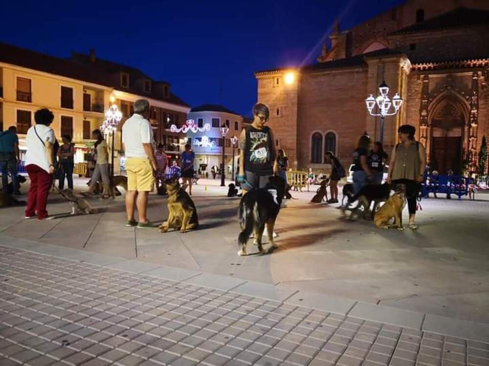 Un espectáculo canino en Villarrobledo recaudará fondos 