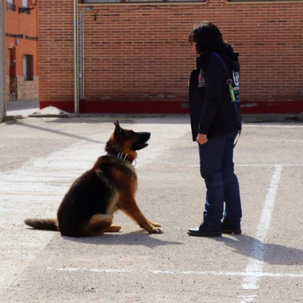 Un espectáculo canino en Villarrobledo recaudará fondos 
