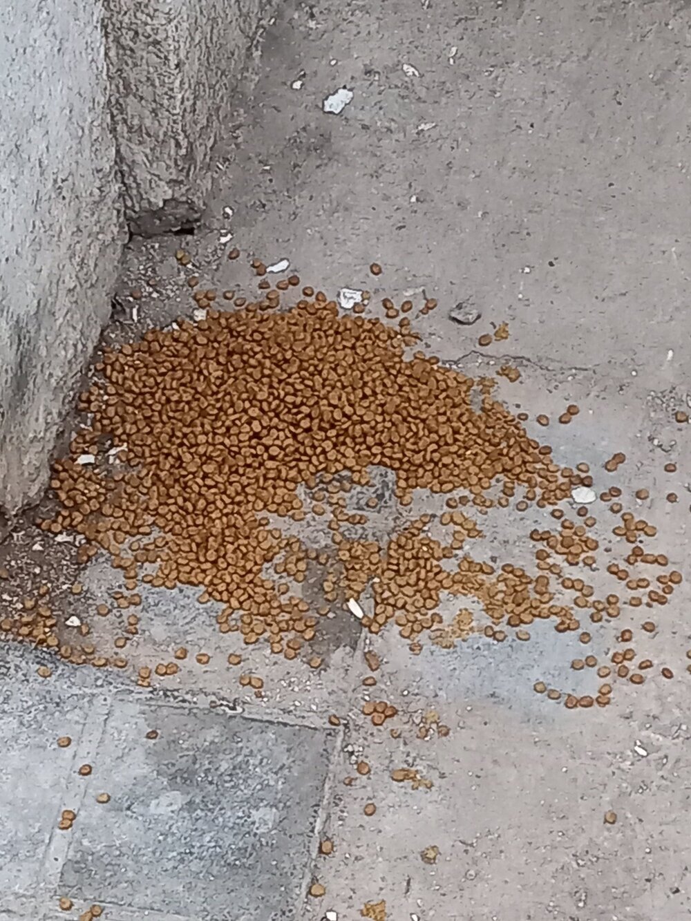 Sancionado por verter comida para gatos en la calle