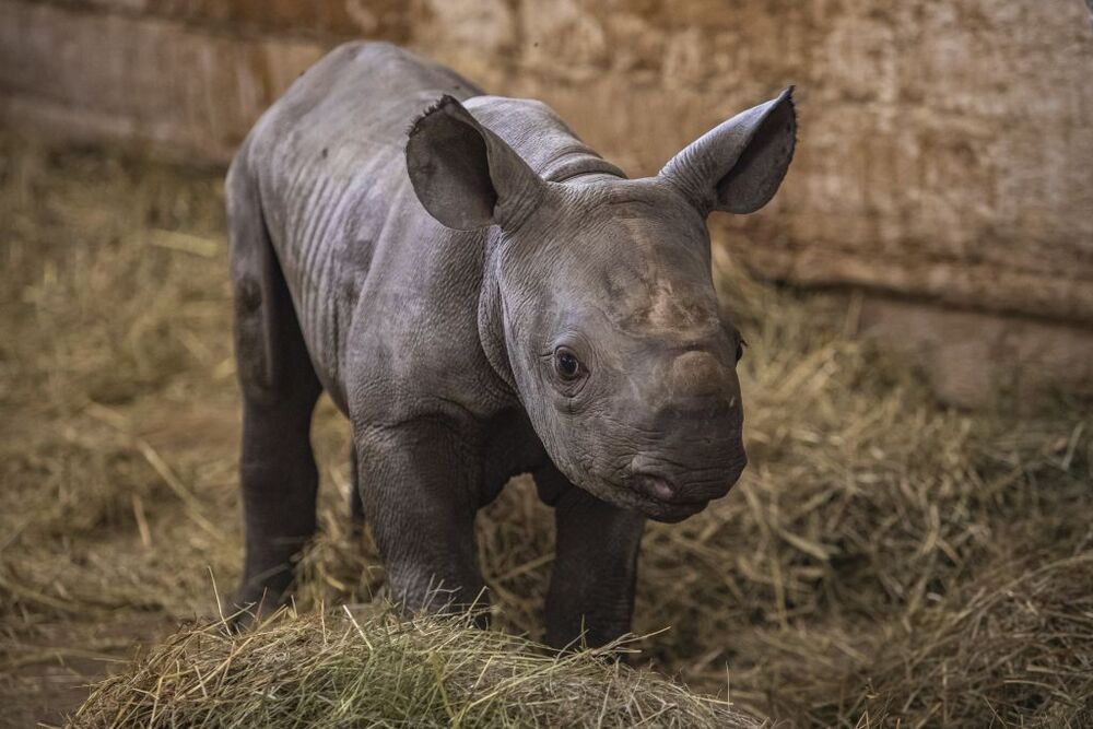 Rinoceronte negro oriental recién nacido llamado Kiev en Dvur Kralove Safari Park.  / MARTIN DIVISEK