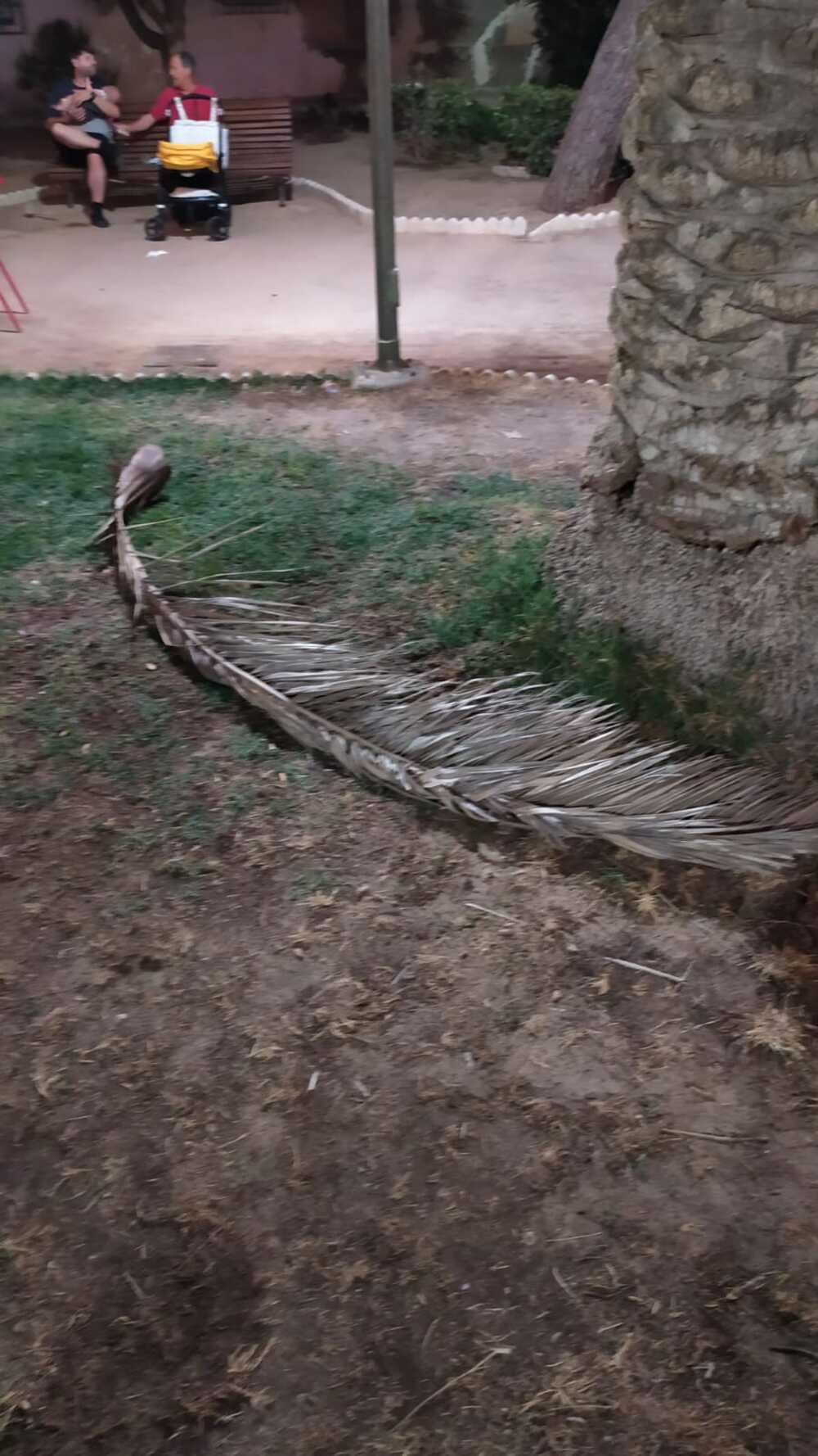 Cae una rama de palmera en un concierto de Villarrobledo