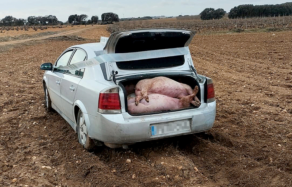 Roban 11 cerdos en Mahora y casi logran huir en dos coches