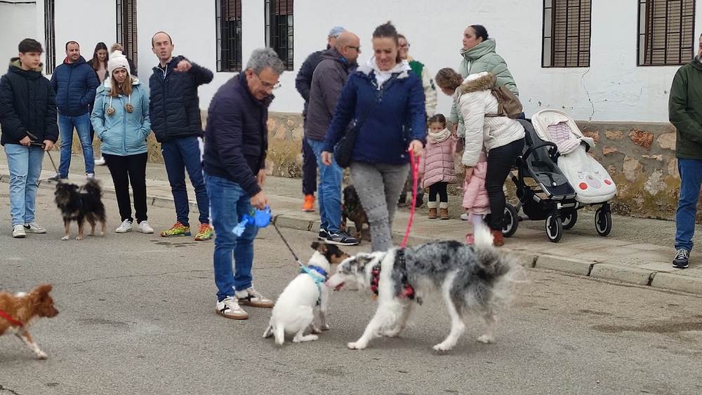 Bendicen a los animales de Villarrobledo por San Antón