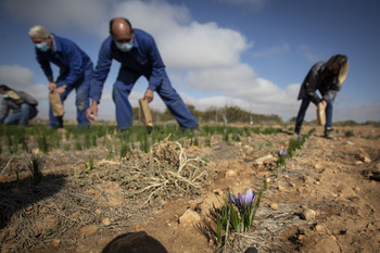 La cosecha de azafrán DOP La Mancha bajó un 23%