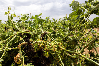 Los daños alcanzaron al 44% del viñedo asegurado