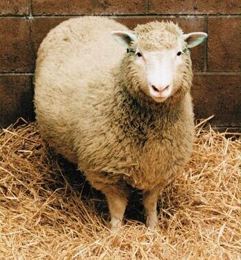 ¿Cúanto ha pasado desde la clonación de la oveja Dolly?