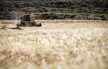 La Lonja de Albacete suspende la cotización de la cebada