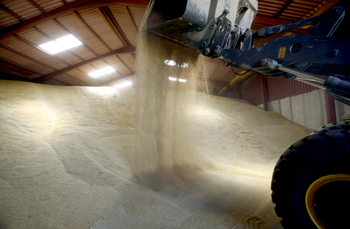 Las cooperativas esperan un 20% menos de cereal en la región