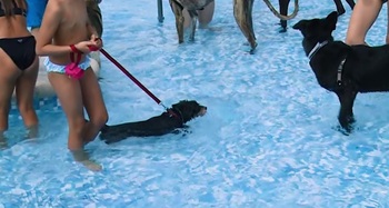 Preparan la segunda edición Pool Party Canina en Villarrobledo