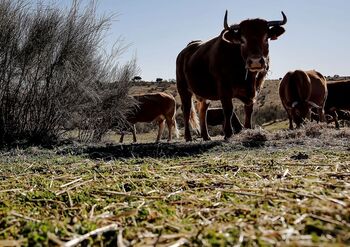 El triunfo en el mundo de la ganadería española