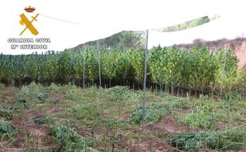 Desmantelan una plantación de marihuana en Villamalea
