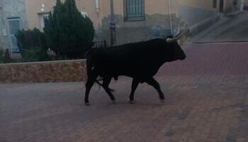 Un toro ‘pasea’ por las calles de Alcadozo