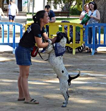 Un espectáculo canino en Villarrobledo recaudará fondos