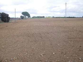 La lluvia registrada en Villarrobledo anima a cultivar cereal