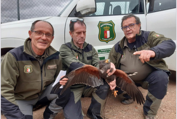 Agentes Medioambientales rescatan un águila en Tobarra