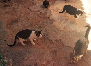 Inician en Hellín una campaña para reducir colonias de gatos