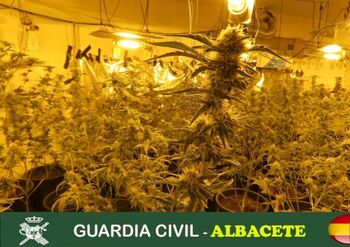 La Guardia Civil demantela un producción de cannabis