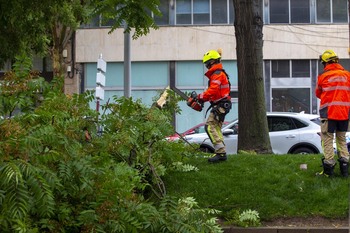 Los bomberos atienden dos llamadas por caída de ramas