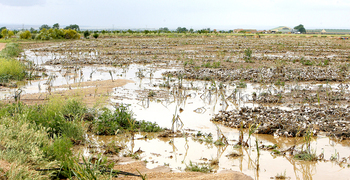 Albacete representa más de la mitad de los daños en ajo