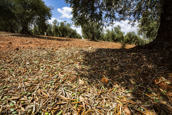 Agricultura limita el impacto de la DANA a 10.000 hectáreas