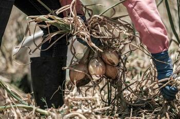 La cebolla sextuplica su precio y la producción cae un 30%