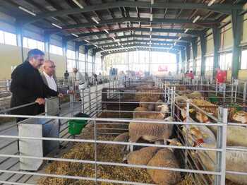 La Junta destaca la calidad y el prestigio del ovino segureño