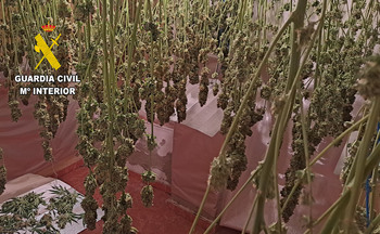 Desmantelan otra plantación de cannabis en Chinchilla
