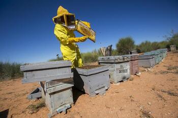 Agricultura destina más de 800.000 euros a los apicultores