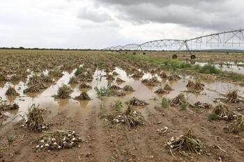 Agroseguro confirma daños en 15.000 hectáreas de ajo