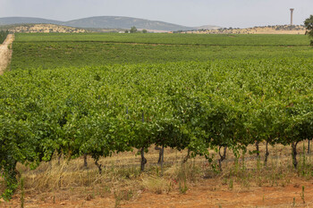 CLM podrá plantar unas 689 hectáreas más de viñedo este año