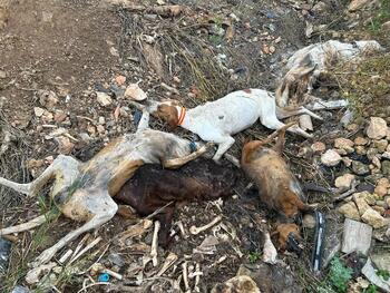 Confirman que los animales muertos de la fosa no son de caza