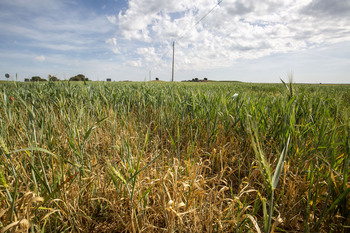 Aprobada la subida de la ayuda al seguro agrario por la sequía