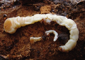 El gusano cabezudo aparece en almendros de La Manchuela