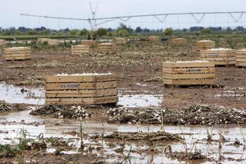 UPA confirma daños en ajo y frutales en Albacete