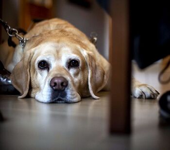 La Ley de Bienestar Animal afecta a más de 40.000 perros