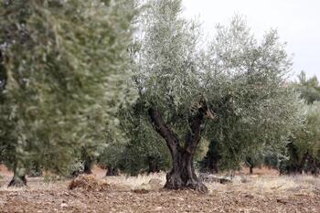 Castilla-La Mancha busca elevar la rentabilidad de su olivar
