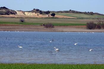La Laguna de Pétrola, refugio de más de 100 especies de aves