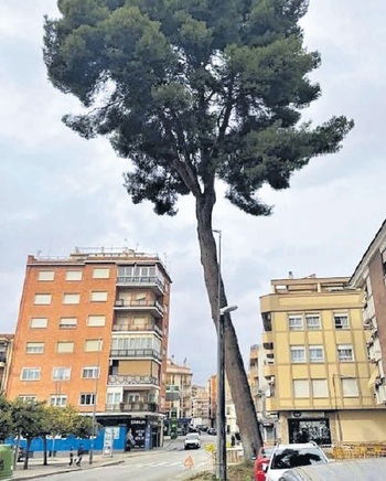 Talarán el pino situado frente a la Plaza de Toros de Hellín